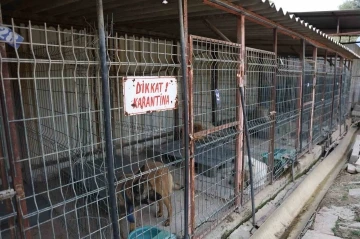 Kuduz vakasının g&ouml;r&uuml;ld&uuml;ğ&uuml; b&ouml;lgeden toplanan 12 k&ouml;peğin barınaktaki tedavi s&uuml;reci devam ediyor
