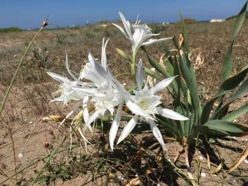 &lsquo;Kum Zambakları&rsquo;yla hem doğaya hem sanata katkı