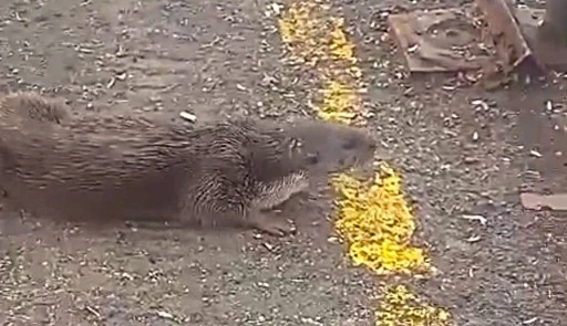 Kumla&rsquo;da su samurunu elleriyle beslediler