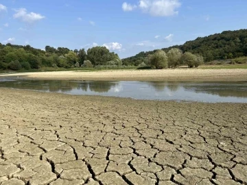 Kuraklık g&ouml;leti vurdu, y&uuml;zlerce balık telef oldu
