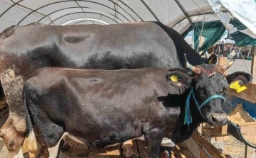 Kurban Bayramı&rsquo;nda &lsquo;kene&rsquo; riski artıyor
