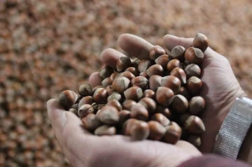 Kurban Bayramı sonrası fındık fiyatı y&uuml;kselişe ge&ccedil;ti
