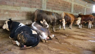 Kurbanlık satışları başladı, hisseli b&uuml;y&uuml;kbaş satışları arttı