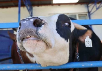 Kurbanlık se&ccedil;erken dikkat: Uzmanından şap ve t&uuml;berk&uuml;loz uyarısı
