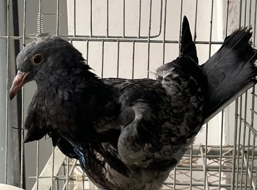 Kursağı yırtılan yaralı g&uuml;vercin hayata tutundu
