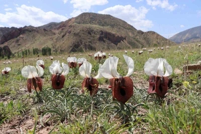 Kurt kulağı &ccedil;i&ccedil;ekleri a&ccedil;tı
