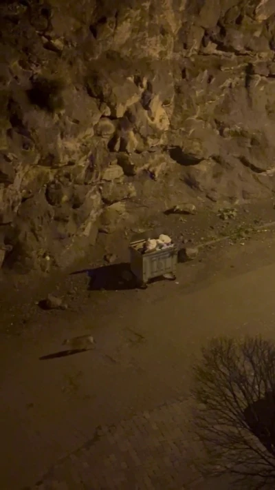 Kurt s&uuml;r&uuml;s&uuml; il&ccedil;e merkezine indi
