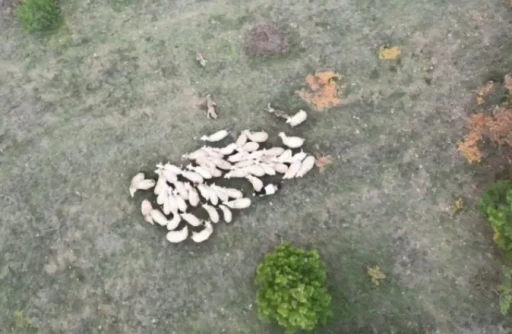 Kurtların koyun s&uuml;r&uuml;s&uuml;ne saldırı dron ile g&ouml;r&uuml;nt&uuml;lendi

