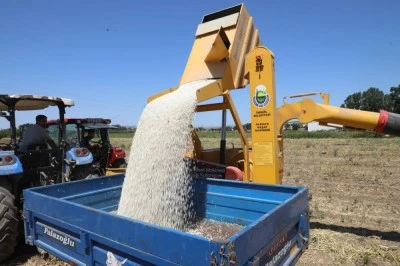 Kuru fasulye hasat makinesi İneg&ouml;l tarlalarında mesaiye başladı