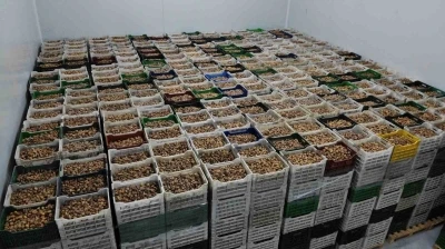 Kuru incir ihracatı y&uuml;zde 28 b&uuml;y&uuml;d&uuml;
