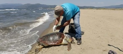 Kuşadası&rsquo;nda deniz kaplumbağası kıyıya vurdu
