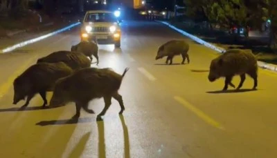 Kuşadası'nın kabusu oldular