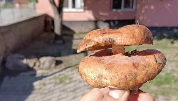 K&uuml;tahya&rsquo;da &ccedil;ift başlı melki mantarı bulundu
