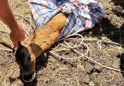 Kuyuya d&uuml;şen karaca kurtarıldı