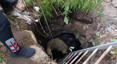 Kuyuya d&uuml;şen koyun itfaiye ekipleri tarafından kurtarıldı
