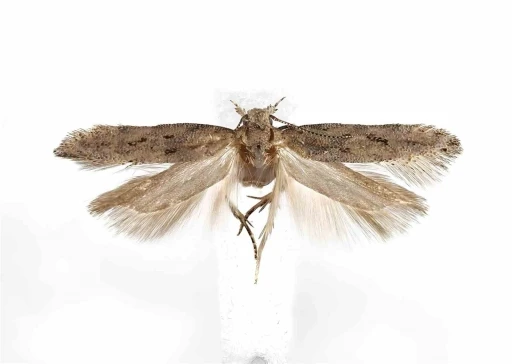 Kuzey Kıbrıs&rsquo;ta yeni bir gece kelebeği t&uuml;r&uuml; keşfedildi
