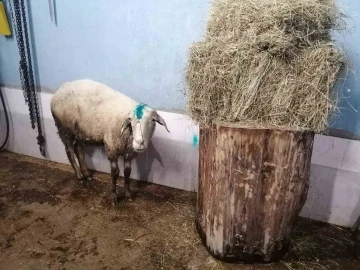 Kuzularını kurtarmak isterken k&ouml;pek saldırısında &ouml;l&uuml;mden d&ouml;nen koyun, yeniden yavrularına kavuşturuldu
