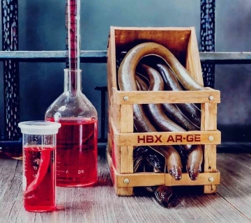 Laboratuvara alınan yılan balığı, vitamin ve mineral deposu &ccedil;ıktı
