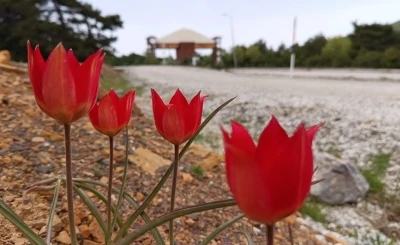 Lalenin anayurdu Orta Asya, kalbi Manisa&rsquo;da
