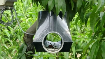 Lapseki&rsquo;de tarım arazileri zararlılardan &rsquo;dijital tuzak&rsquo; ile korunuyor
