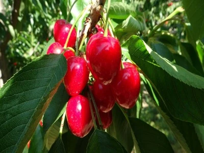 Lapseki Devi'nde hasat zamanı