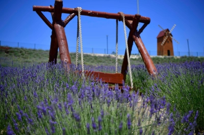 ​​​​​​​Lavanta Bah&ccedil;eleri Ankaralıları Bekliyor
