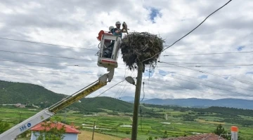 Leylek yavrularına halkalama y&ouml;ntemiyle takip
