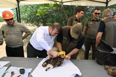 Leylekler ve Şah Kartallar Artık Halkalanarak İzlenecek