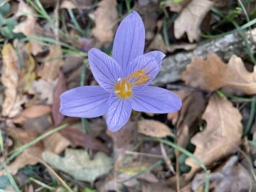 Longozlarda sonbahar g&uuml;zelliği
