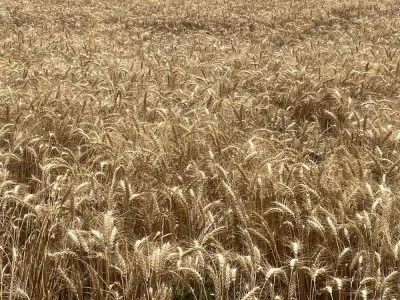 Makarnalık buğdayın tonu 2 bin 760 lira arttı