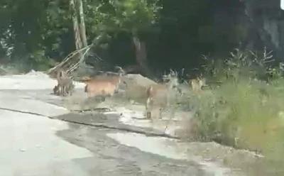 Malatya&rsquo;da yaban ke&ccedil;ileri karayoluna indi