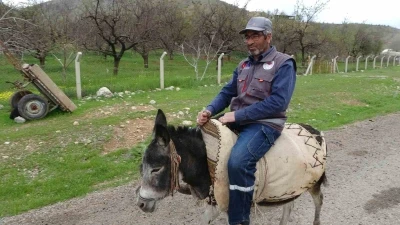 Malatyalı yetiştirici, eşeği Kadife&rsquo;ye g&ouml;z&uuml; gibi bakıyor
