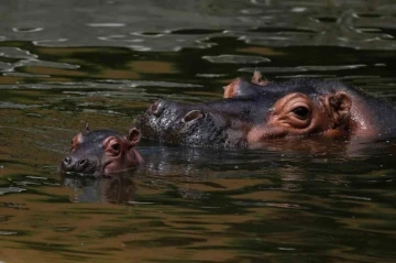Malavi&rsquo;de su aygırı faciası 1 &ouml;l&uuml;, 23 kayıp