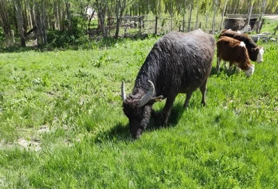 Malazgirt&rsquo;ten ka&ccedil;an manda Patnos&rsquo;ta ortaya &ccedil;ıktı; 50 kilometre y&uuml;r&uuml;m&uuml;ş, Murat Nehri&rsquo;ni ge&ccedil;miş
