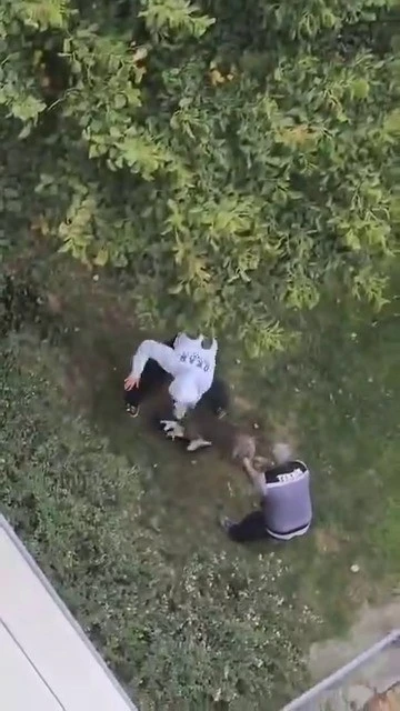 Maltepe&rsquo;de pitbull saldırdığı kediyi par&ccedil;aladı
