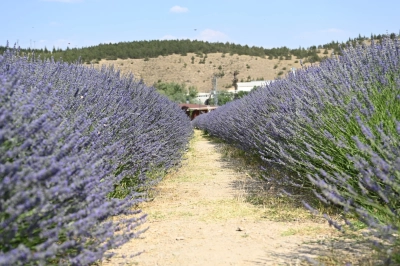 Mamak Lavanta Bah&ccedil;esi Ziyaret&ccedil;ilerini Bekliyor