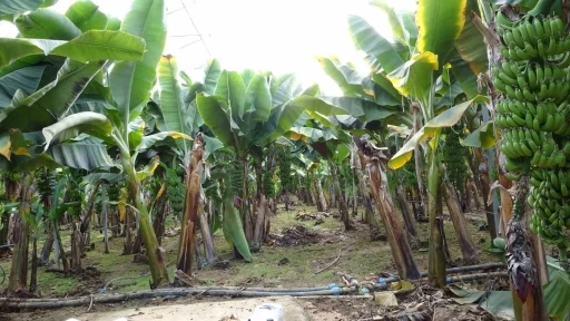 Manavgat&rsquo;ta hortumun ve yağmurun vurduğu tarım alanlarında zarar b&uuml;y&uuml;k