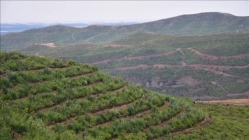 Manavgat yangınında zarar g&ouml;ren alanların tamamına yakını ağa&ccedil;landırıldı