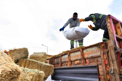 Manda Yetiştiricilerine &Uuml;cretsiz Kaba Yem Desteği