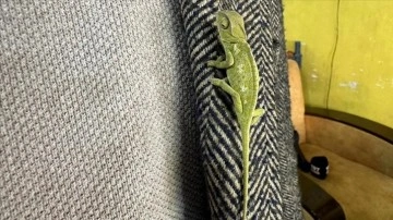 Mandalinaların arasından &ccedil;ıkan bukalemunu evinde besliyor