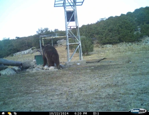 Manisa&rsquo;da ilk kez boz ayı g&ouml;r&uuml;nt&uuml;lendi
