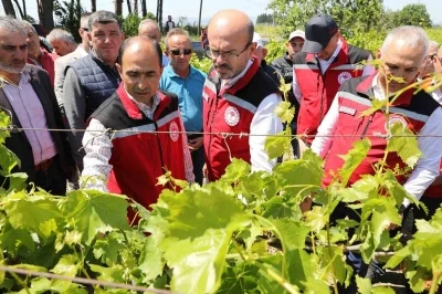 Manisa&rsquo;da zirai donun yaraları sarılıyor
