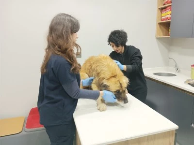 Manisa'daki selde kurtarılan 3 k&ouml;pek, Bursa'da tedaviye alındı