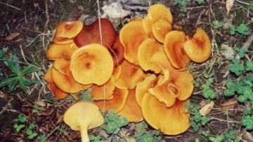 Mantar zehirlenmesi organ yetmezliğine yol a&ccedil;abiliyor