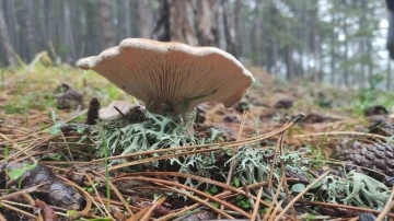 Mantar zehirlenmesinin sonu&ccedil;ları organ yetmezliğine kadar gidebilir