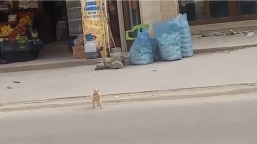 Mardin&rsquo;de kedi market &ouml;n&uuml;ndeki simidi &ccedil;aldı
