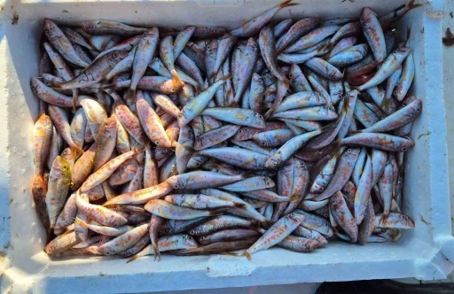 Marmara&rsquo;da balık&ccedil;ılar farklı balık t&uuml;r&uuml; ile d&ouml;n&uuml;yor