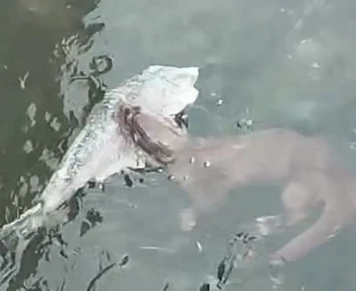 Marmara'da nadir g&ouml;r&uuml;len su samurları, Tekirdağ kıyılarında g&ouml;r&uuml;nt&uuml;lendi