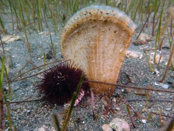 Marmara Denizi i&ccedil;in yeni umudun adı: Pina