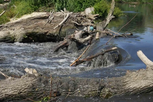 Nil&uuml;fer &Ccedil;ayı Marmara&rsquo;ya zehir taşıyarak m&uuml;silajı tetikliyor